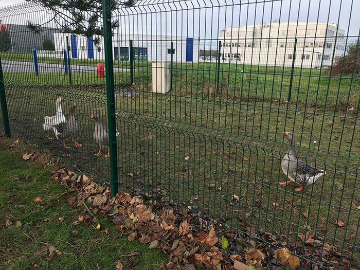 environnement-oies-meta